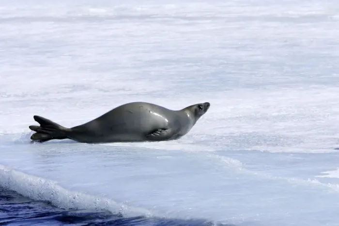 Framed Print : Crabeater Seal. Antarctic Pennisular Framed Print : Crabeater Seal. Antarctic Pennisular