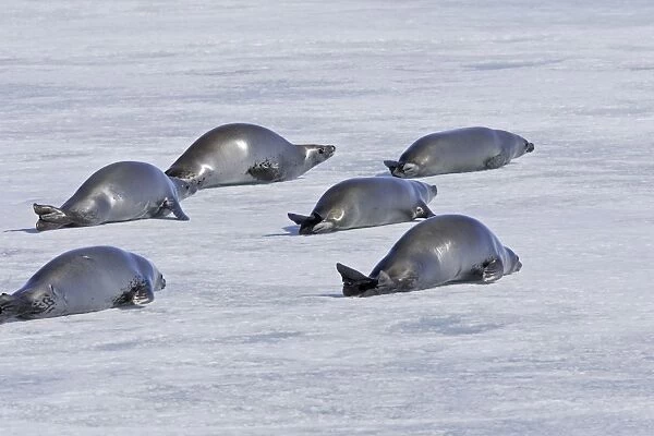 Crabeater Seal - group on ice. Antarctic Pennisular