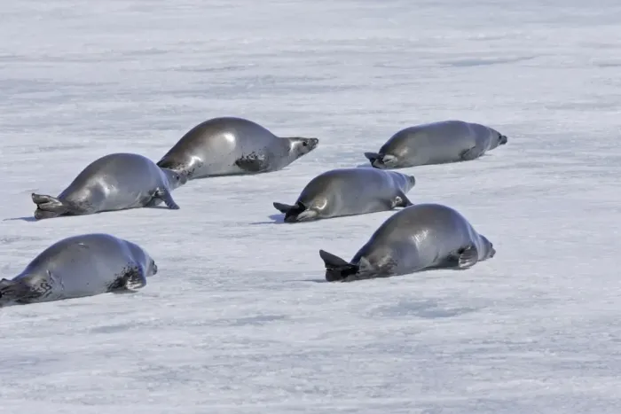 Framed Print : Crabeater Seal - group on ice. Antarctic Pennisular Framed Print : Crabeater Seal - group on ice. Antarctic Pennisular