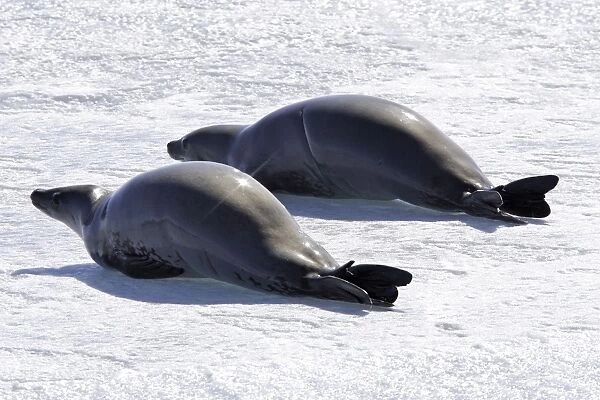 Crabeater Seal - two on ice. Antarctic Pennisular