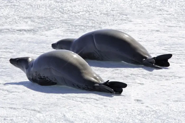 Framed Print : Crabeater Seal - two on ice. Antarctic Pennisular Framed Print : Crabeater Seal - two on ice. Antarctic Pennisular