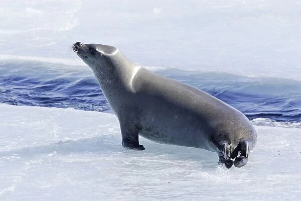 Crabeater Seal - on ice. Antarctic Pennisular
