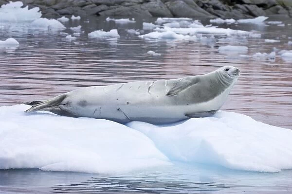 Crabeater Seal - on Ice Floes Lobodon carcinophagus La Maire Channel Antarctic Penninsular MA001003