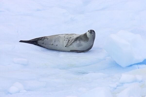 Crabeater Seal - on Ice Floes Lobodon carcinophagus La Maire Channel Antarctic Penninsular MA000968