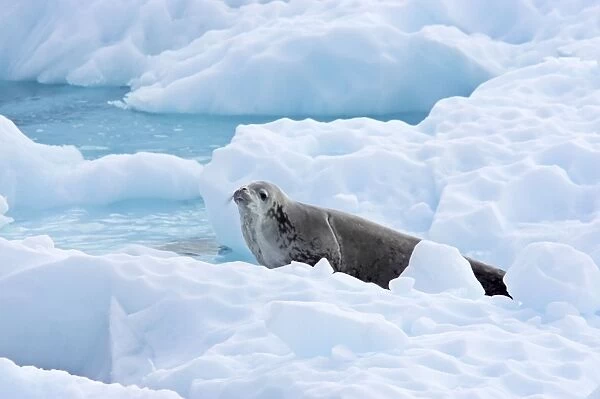 Crabeater Seal - on iceberg Lobodon carcinophagus Antarctic Penninsular MA001056