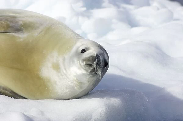 Crabeater Seal Lobodon carcinophagus Neko Harbour Antarctic Penninsular MA001033