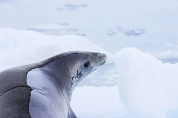 Framed Print : Crabeater Seal Lobodon carcinophagus Neko Harbour Antarctic Penninsular MA001021