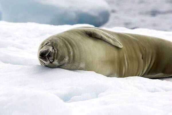 Crabeater Seal - Neko Harbor - Antarctic Peninsula