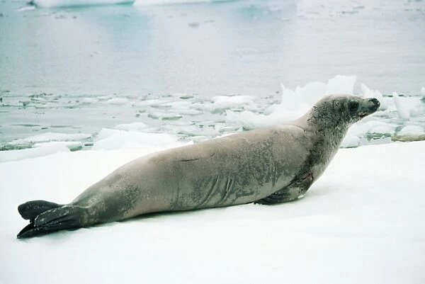 Crabeater Seal RB 358 Antarctica Lobodon carcinophagus © Roberto Bunge  /  ardea. com