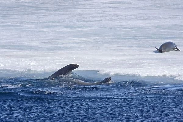 Crabeater Seal, Swimming beside sea ice with one on the ice - October Antarctic