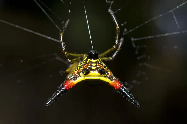 Crablike Spiny Orbweaver Spider - extruding silk thread on web - Klungkung, Bali, Indonesia Date: 05-Nov-04