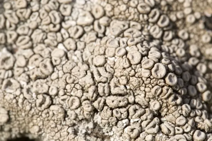 Framed Print : Crab's Eye Lichen - UK Framed Print : Crab's Eye Lichen - UK