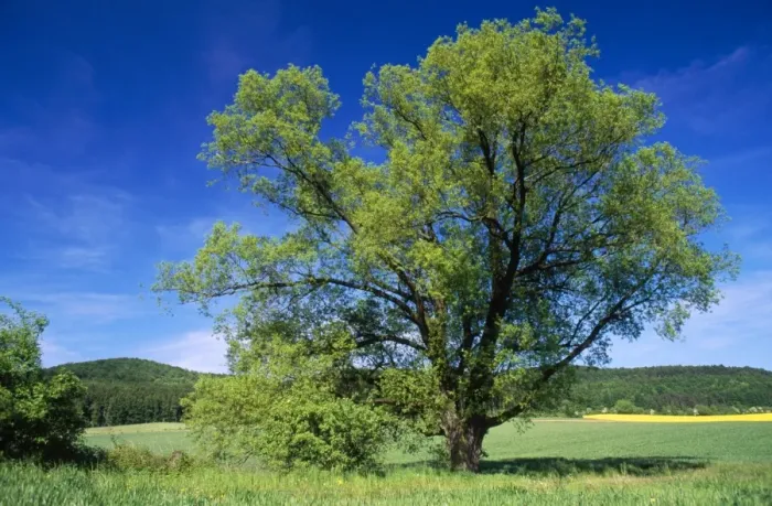 Framed Print : Crack Willow Tree Framed Print : Crack Willow Tree