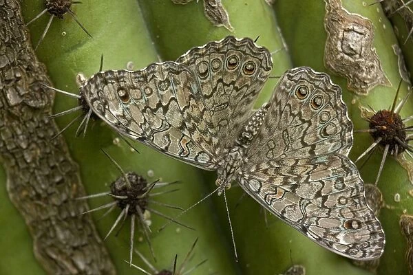 Cracker  /  Calico Butterfly - On Hecho Cactus (Pachycereus pectinaboriginum) - Sonora Mexico - Sonora Mexico