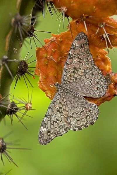Cracker  /  Calico Butterfly - On Hecho Cactus (Pachycereus pectinaboriginum) - Sonora Mexico - Sonora Mexico