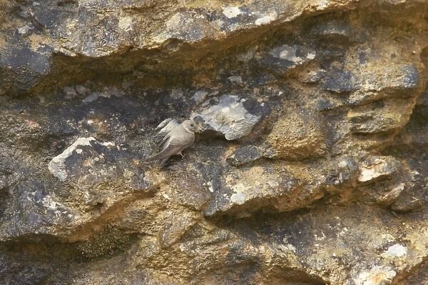 Crag Martin - On crag Hirundo rupestris Pyrenees, Spain BI009151