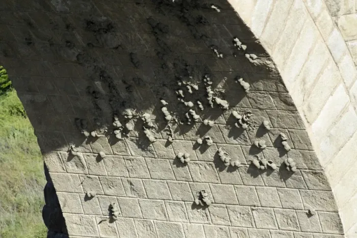Framed Print : Crag Martin - nesting colony on Roman bridge arch, over the river Tejo, Alcantara, Extremadura, Spain Framed Print : Crag Martin - nesting colony on Roman bridge arch, over the river Tejo, Alcantara, Extremadura, Spain