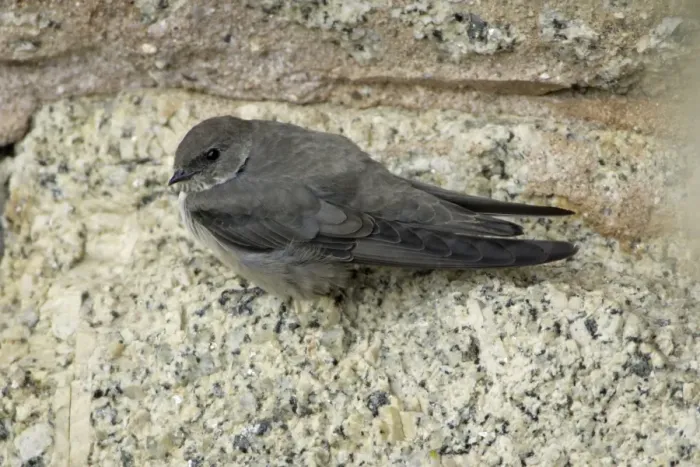 Framed Print : Crag Martin - resting on bridge masonry, Extremadura, Spain Framed Print : Crag Martin - resting on bridge masonry, Extremadura, Spain