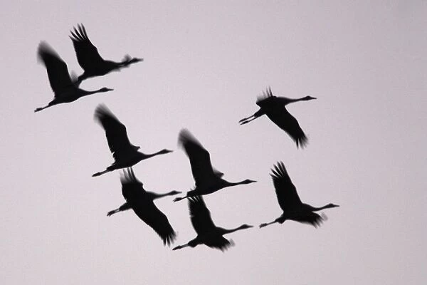 Crane - flock in flight on migration silhouetted against sky. France