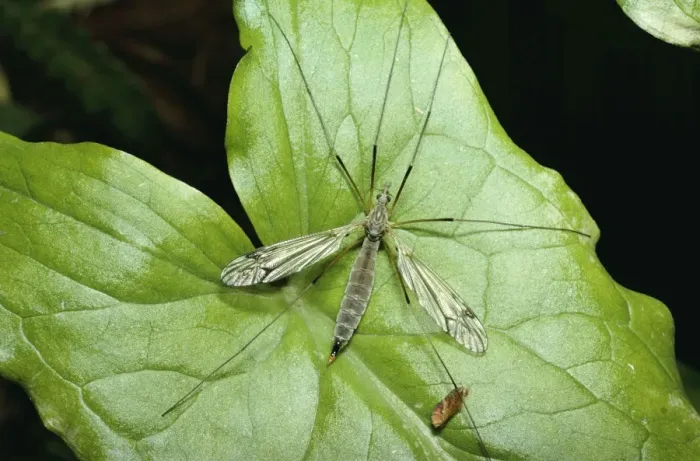 Framed Print : Crane Fly / Daddy Long Legs DWG 722 Damages crops Tipula paludosa © D. W. Greenslade / ardea. com Framed Print : Crane Fly / Daddy Long Legs DWG 722 Damages crops Tipula paludosa © D. W. Greenslade / ardea. com