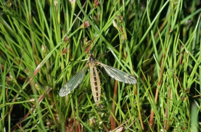 Framed Print : Crane Fly - freshly emerged Framed Print : Crane Fly - freshly emerged