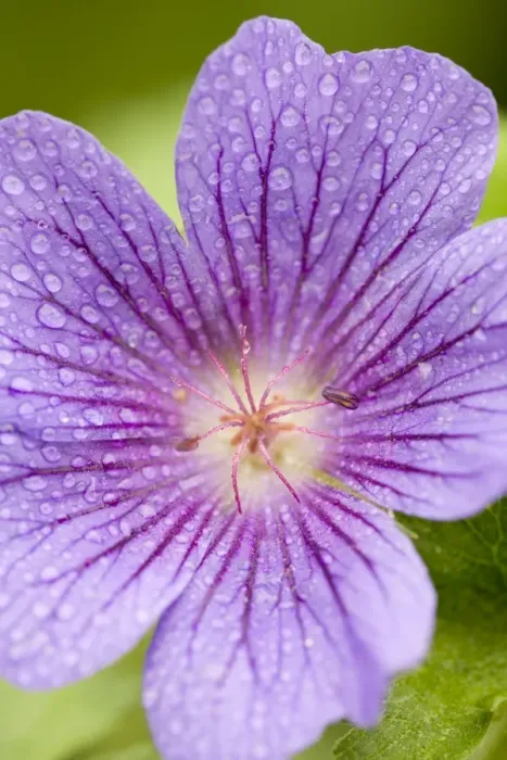 Framed Print : Cranesbill Flowers with rain drops Norfolk UK Framed Print : Cranesbill Flowers with rain drops Norfolk UK