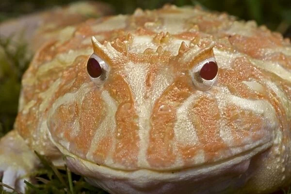 Cranwell's Horned Frog - Albino - Native to South America