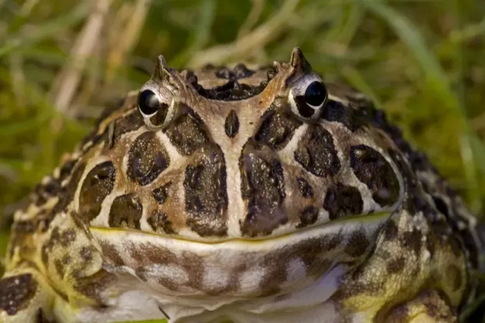 Framed Print : Cranwell's Horned Frog - Native to South America Framed Print : Cranwell's Horned Frog - Native to South America