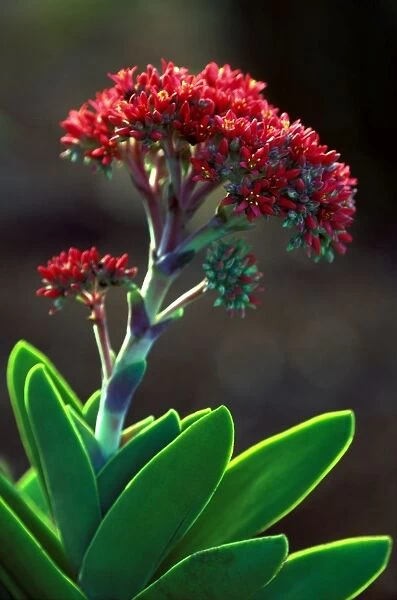 Crassula Perfoliata var. Minor - February Kirstenbosch Botanical Gardens, Cape Town, South Africa