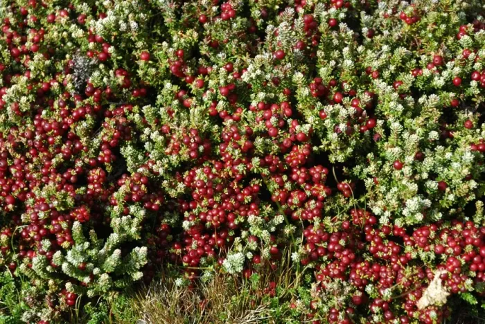 Framed Print : Crawberry, Falkland Islands Framed Print : Crawberry, Falkland Islands