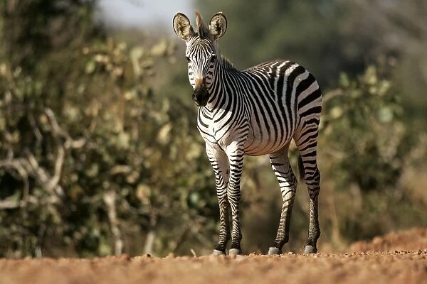 Crawshay's Zebra. South Luangwa Valley National Park - Zambia - Africa