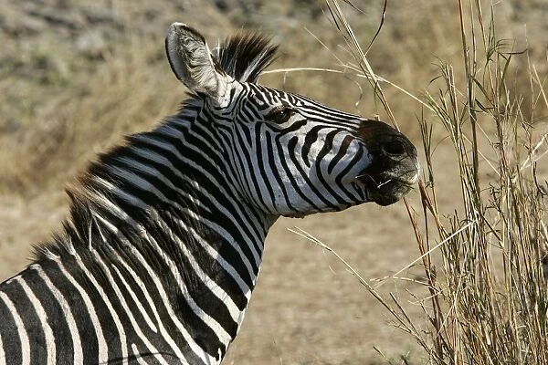 Crawshay's Zebra. South Luangwa Valley National Park - Zambia - Africa