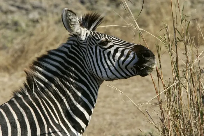 Framed Print : Crawshay's Zebra. South Luangwa Valley National Park - Zambia - Africa Framed Print : Crawshay's Zebra. South Luangwa Valley National Park - Zambia - Africa