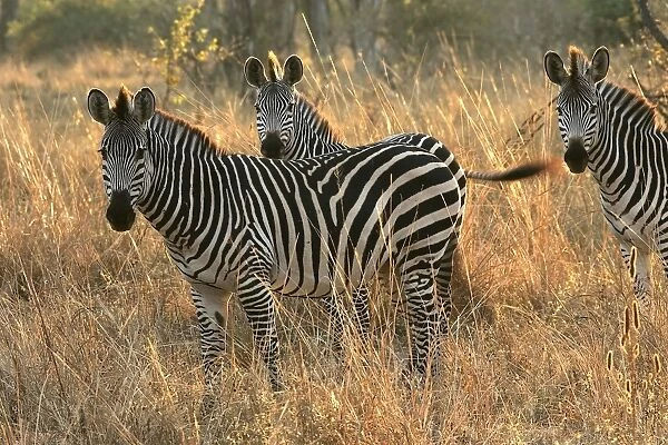 Crawshay's Zebra - three. South Luangwa Valley National Park - Zambia - Africa