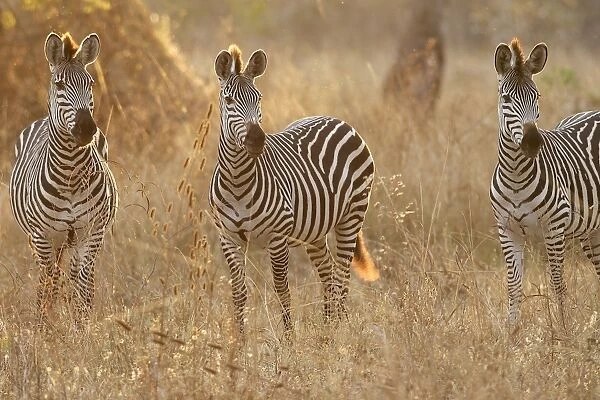 Crawshay's Zebra - three. South Luangwa Valley National Park - Zambia - Africa