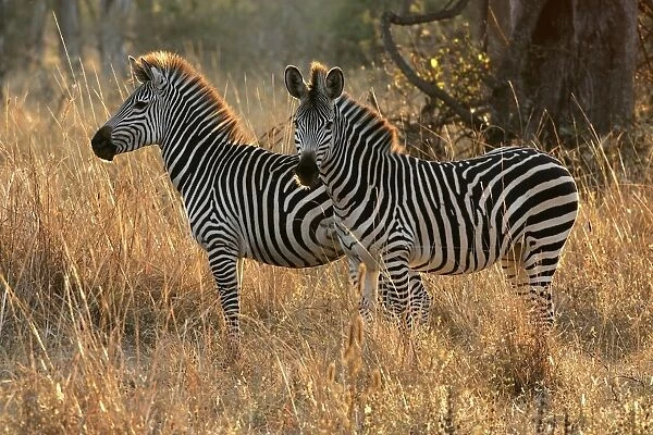 Crawshay's Zebra - two. South Luangwa Valley National Park - Zambia - Africa