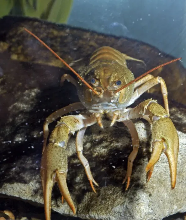 Framed Print : Crayfish. PM-9925. Crayfish. Pat Morris. Please note that prints are for Framed Print : Crayfish. PM-9925. Crayfish. Pat Morris. Please note that prints are for