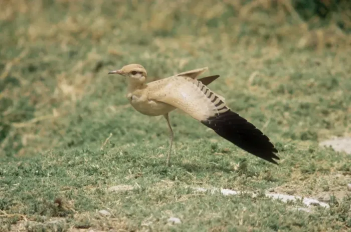 Framed Print : Cream Coloured Courser - Juvenile stretching wing Framed Print : Cream Coloured Courser - Juvenile stretching wing