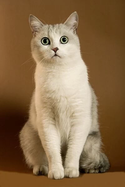 Cream European Shorthair Cat