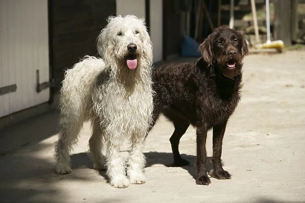 Cream labradoodle + Chocolate labradoodle in front of stable