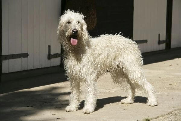 Cream labradoodle infront of stable