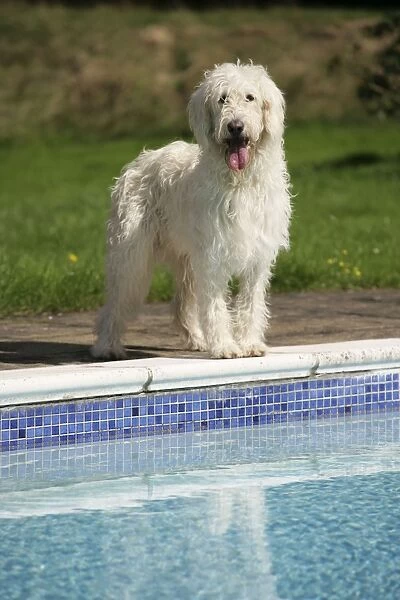 Cream labradoodle by pool