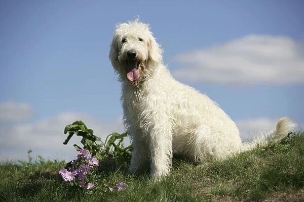 Cream labradoodle sitting in field