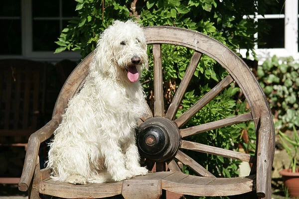 Cream labradoodle sitting on wooden chair