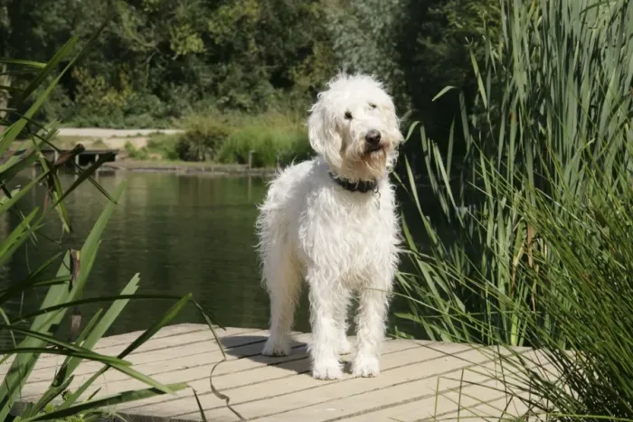 Framed Print : Cream labradoodle standing on wooden platform Framed Print : Cream labradoodle standing on wooden platform