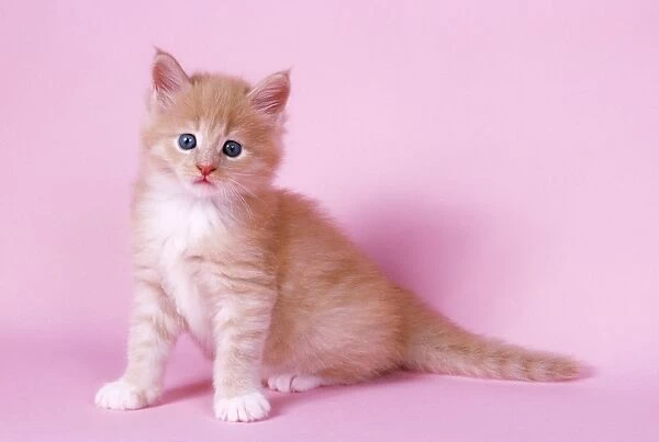 Cream & White Maine Coon Cat - kitten