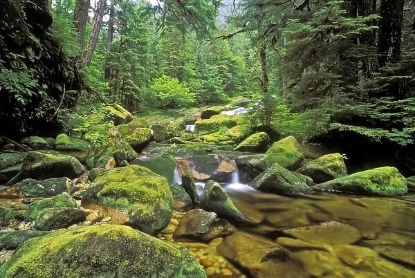 Creek in Northern temperate Rainforest, Princess Royal Island, Westcoast, British Columbia, Canada