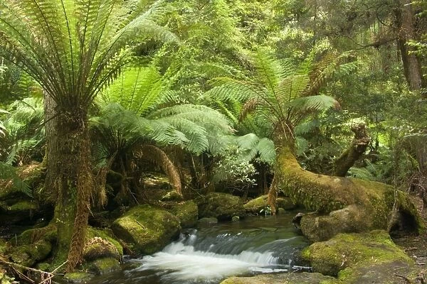 creek in temperate rainforest - beautiful little river meandering through lush temperate rainforest with lots of tree ferns - Mount Field National Park, Tasmania, Australia