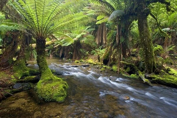 creek in temperate rainforest - a creek meanders through lush, cool temperate rainforest, which is dominated by ferns and lichen and moss-covered trees - Mount Field National Park, Tasmania, Australia