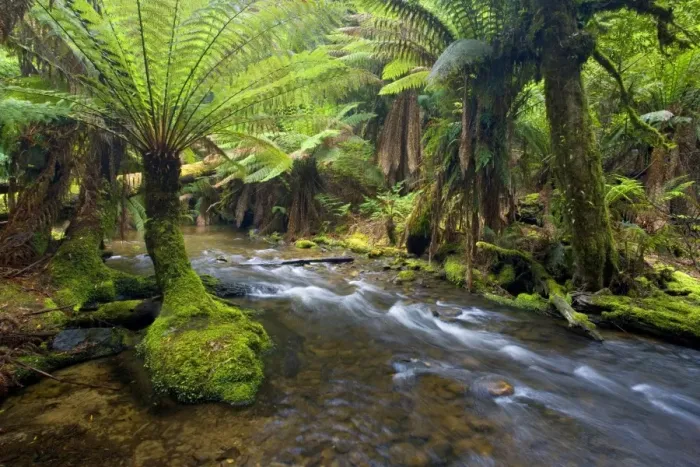 Framed Print : creek in temperate rainforest - a creek meanders through lush, cool temperate rainforest, which is dominated by ferns and lichen and moss-covered trees - Mount Field National Park, Tasmania, Australia Framed Print : creek in temperate rainforest - a creek meanders through lush, cool temperate rainforest, which is dominated by ferns and lichen and moss-covered trees - Mount Field National Park, Tasmania, Australia